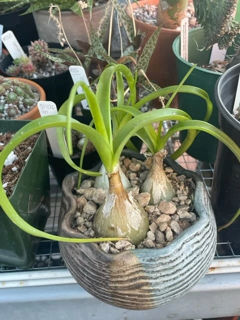 Succulent-Albuca Bracteata - Image 2