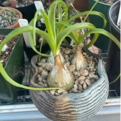 Succulent-Albuca Bracteata