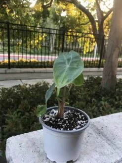 Alocasia - Ivory Coast - Starter Plant