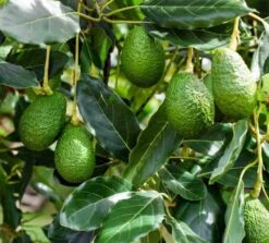 Avocado Seedling Potted In 1 Gallon Pot, 2 Years Old