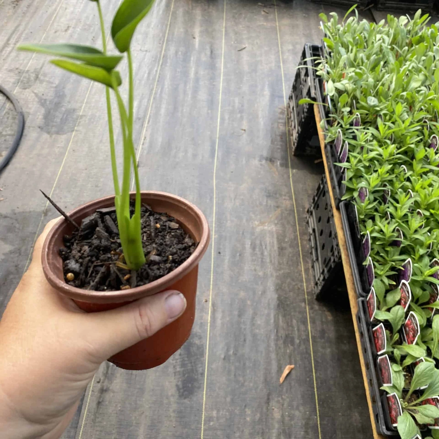Alocasia Or Elephant Ear Tiny Dancer 3" Pot Live Plant - Image 7