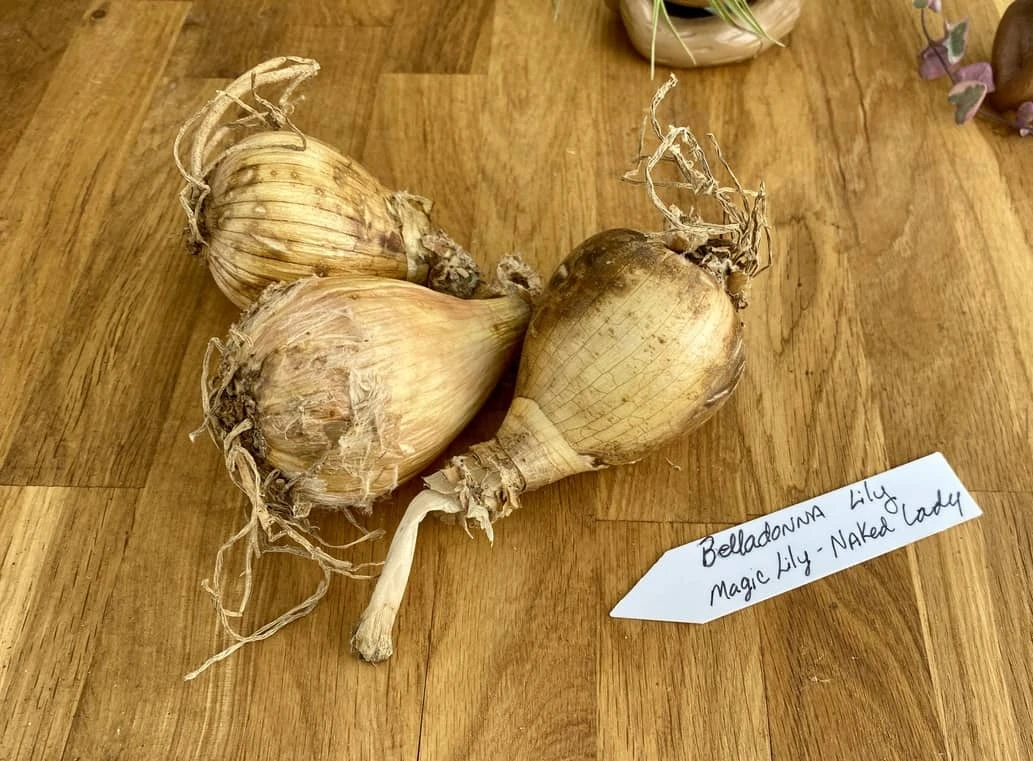 Lily Spider Belladonna Or Magic Lily Naked Lady - Image 4