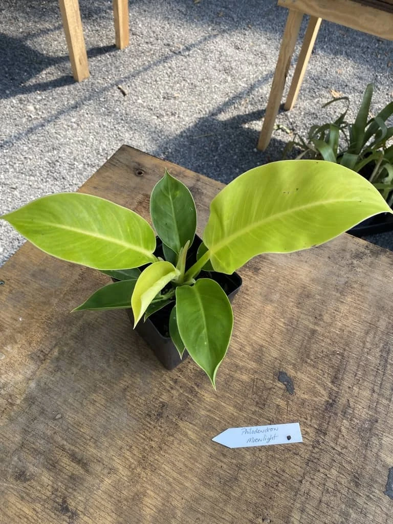Philodendron Moonlight 2.5 Inch Tall Pot Starter Plant - Image 7