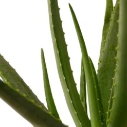 Aloe Vera Plant | Easy-to-Grow Succulent Plant | 6-inch Pot