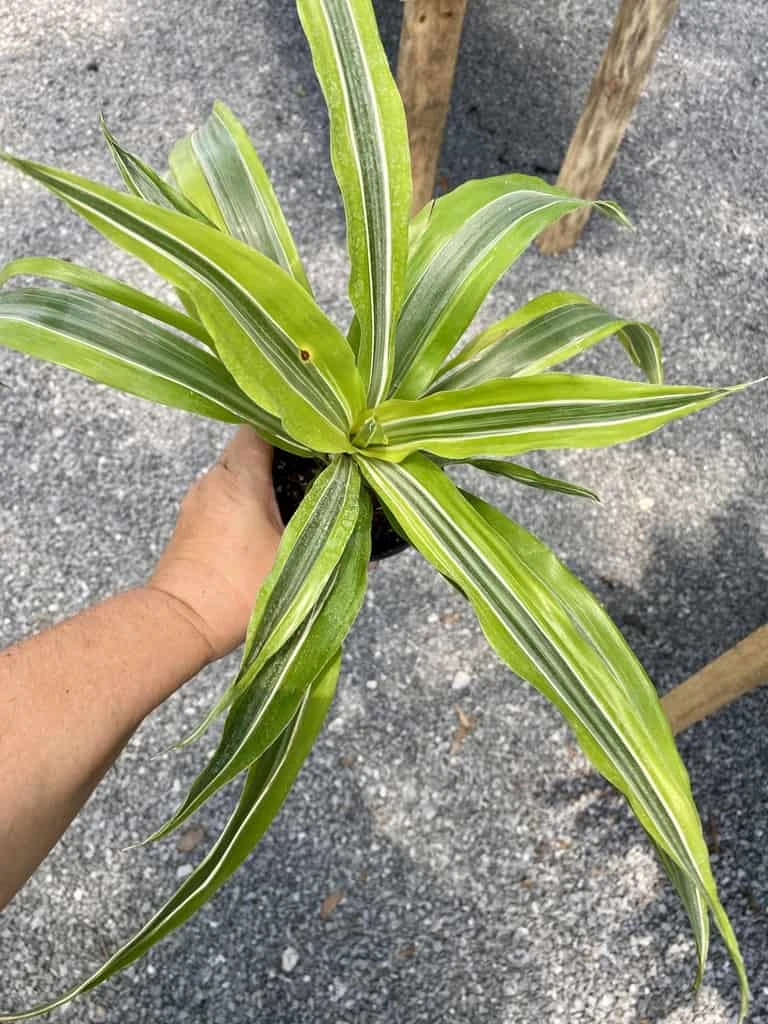 Dracaena Deremensis Or Dragon Tree Lemon Surprise 4 Inch Pot Live Plant - Image 9