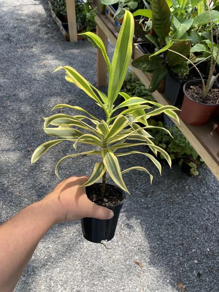 Dracaena Song Of India 4" Pot Live Plant - Image 8