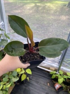 Philodendron Imperial Red 4 Inch Pot| Starter Plant