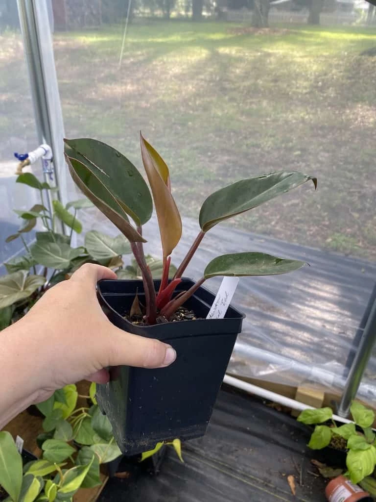 Philodendron Imperial Red 4 Inch Pot| Starter Plant - Image 5