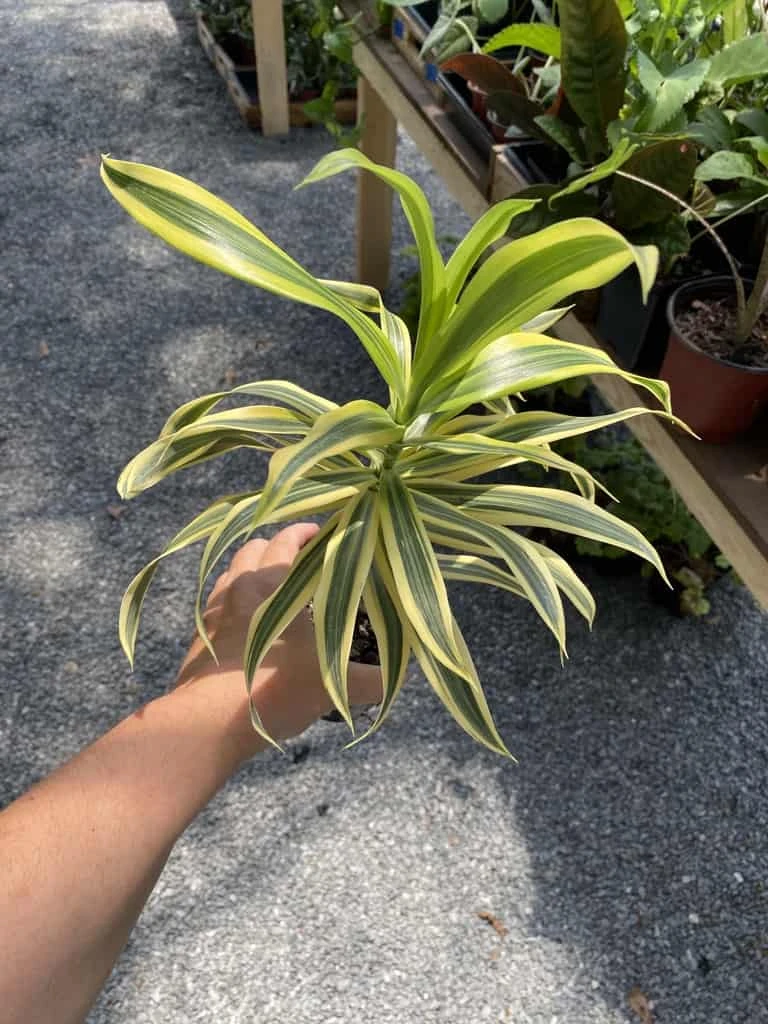 Dracaena Song Of India 4" Pot Live Plant - Image 3