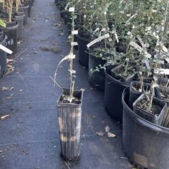 Australian Finger Lime Grafted Citrus Tree. 2 Feet Tall.