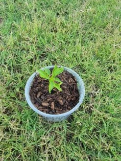 Live Cayenne Pepper Plant