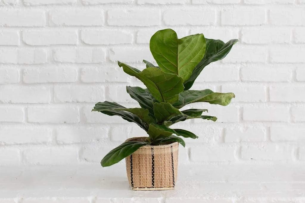 6" Fiddle Leaf Fig + Striped Noir Basket Planter