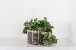 6" Satin Pothos + Charcoal Planter Basket
