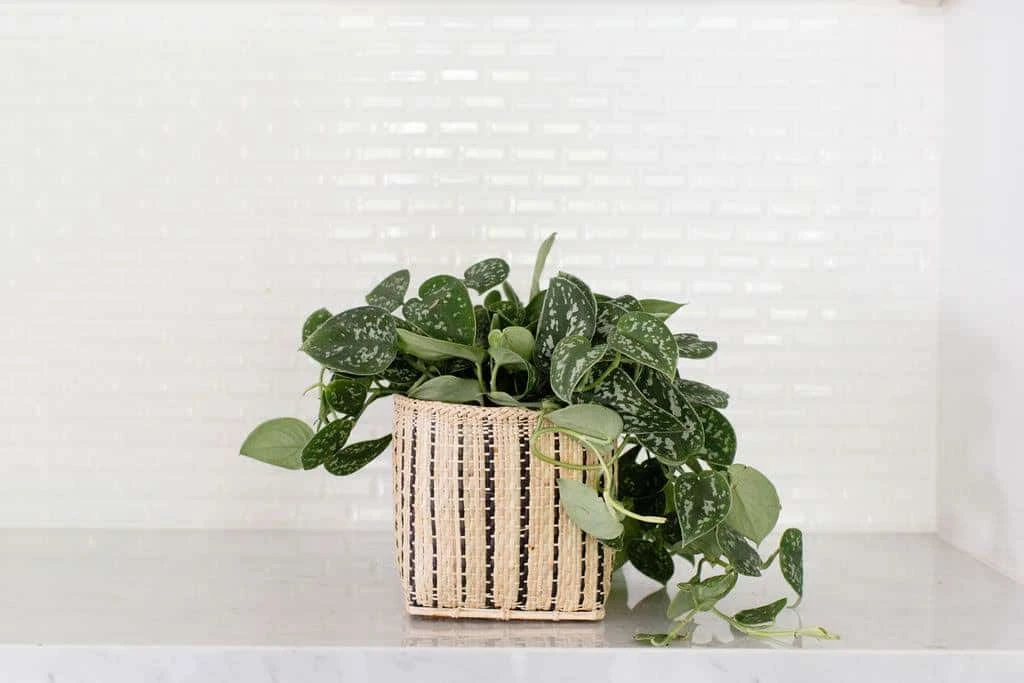 6" Satin Pothos + Striped Noir Planter Basket