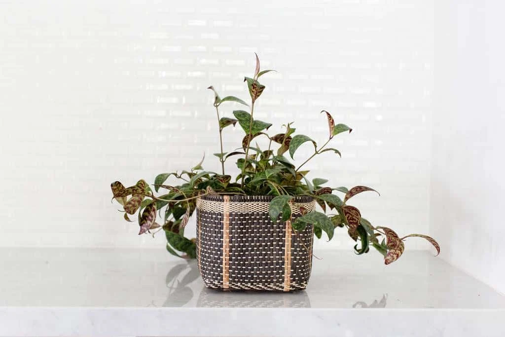 6" Lipstick Black Pagoda + Woven Planter Basket
