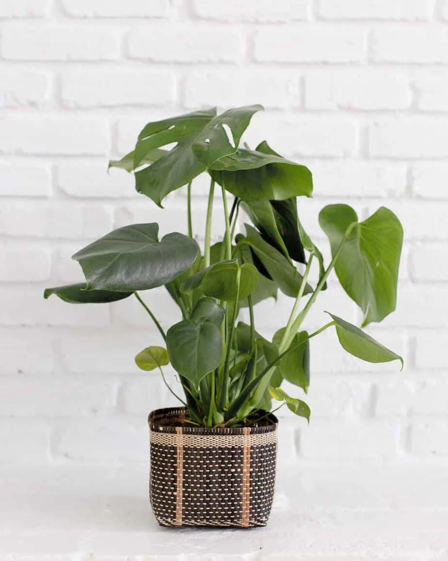 6" Monstera Split Leaf + Charcoal Planter Basket