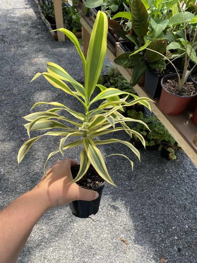 Dracaena Song Of India 4" Pot Live Plant - Image 6