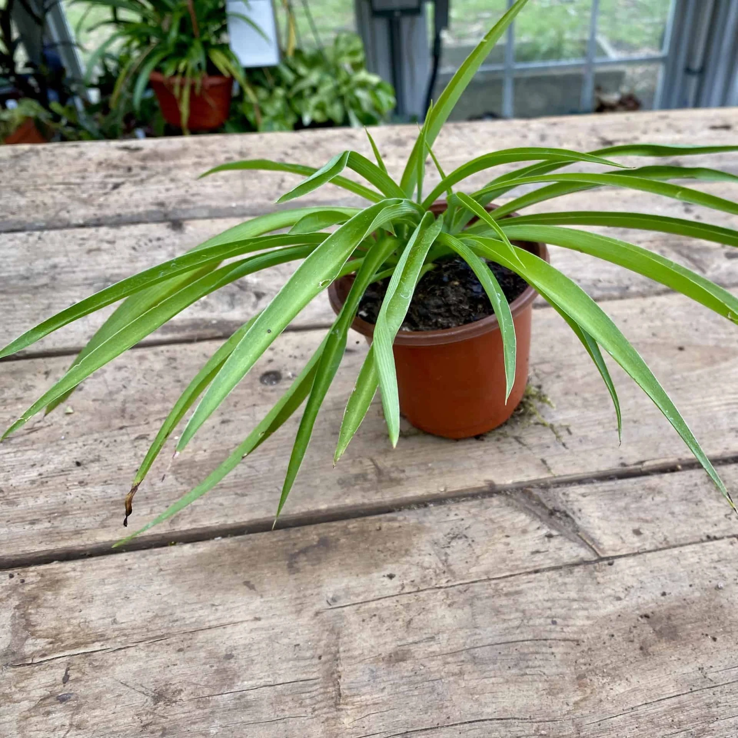 Spider Plant Or Airplane Plant Chlorophytum Comosum 2.5 Inch Tall - Image 2