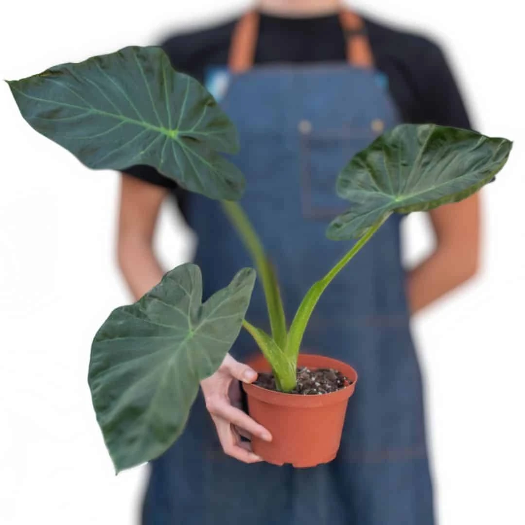 Alocasia Regal Shield Plant - Easy Care, Air Purifying, Tropical Houseplant | 4-inch Pot - Image 2