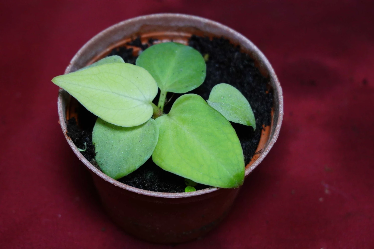 Anthurium Villenaorum Seedling - Image 2