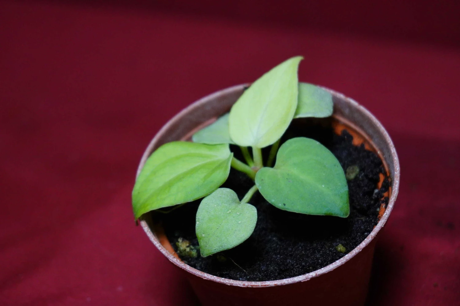 Anthurium Villenaorum Seedling - Image 4