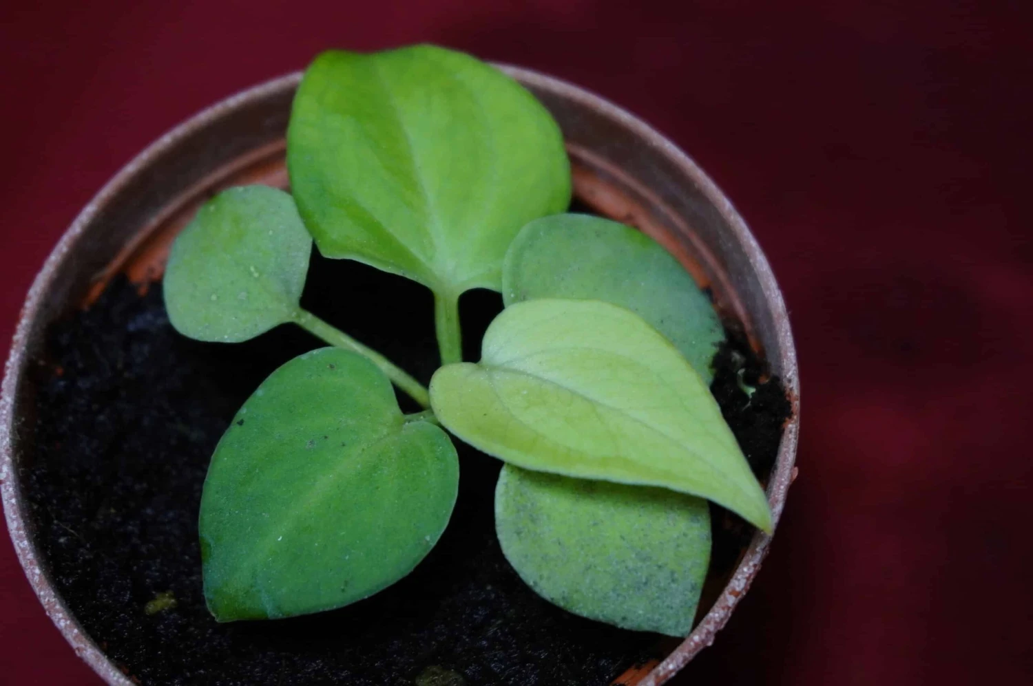 Anthurium Villenaorum Seedling - Image 5