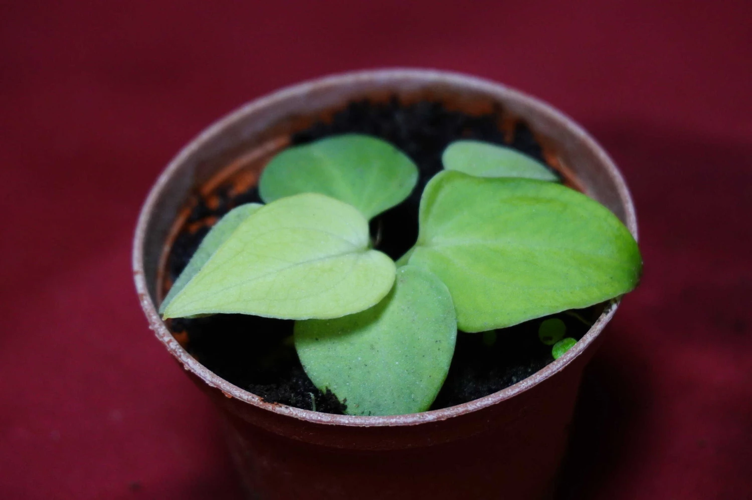 Anthurium Villenaorum Seedling - Image 6