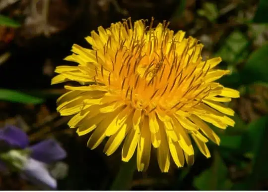 Dandelion Live Roots 3 Pack Organic - Image 2