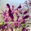 Dendrobium Somkiat Blue 4" Pot