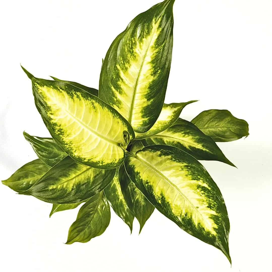Dieffenbachia Amy Indoor Plant - Easy Care And Air Purifying | 6-inch Pot - Image 2