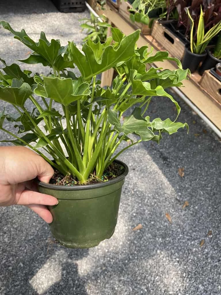 Philodendron Selloum Little Hope 6" Pot Live Plant - Image 16