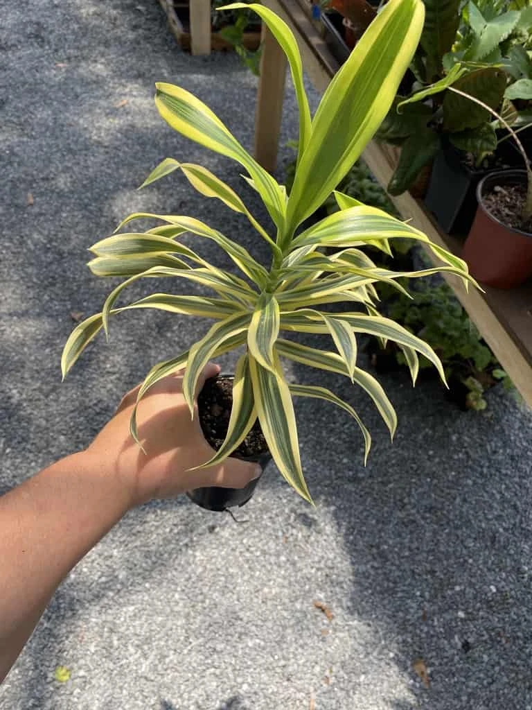 Dracaena Song Of India 4" Pot Live Plant - Image 9