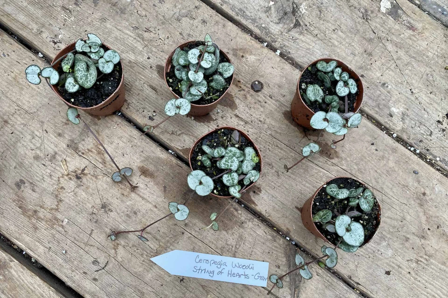 String Of Hearts Ceropegia Woodii Green 2" Pot Live Plant - Image 4