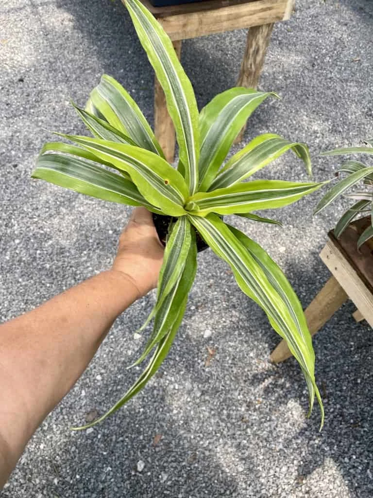 Dracaena Deremensis Or Dragon Tree Lemon Surprise 4 Inch Pot Live Plant - Image 11