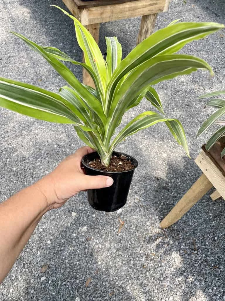 Dracaena Deremensis Or Dragon Tree Lemon Surprise 4 Inch Pot Live Plant - Image 5