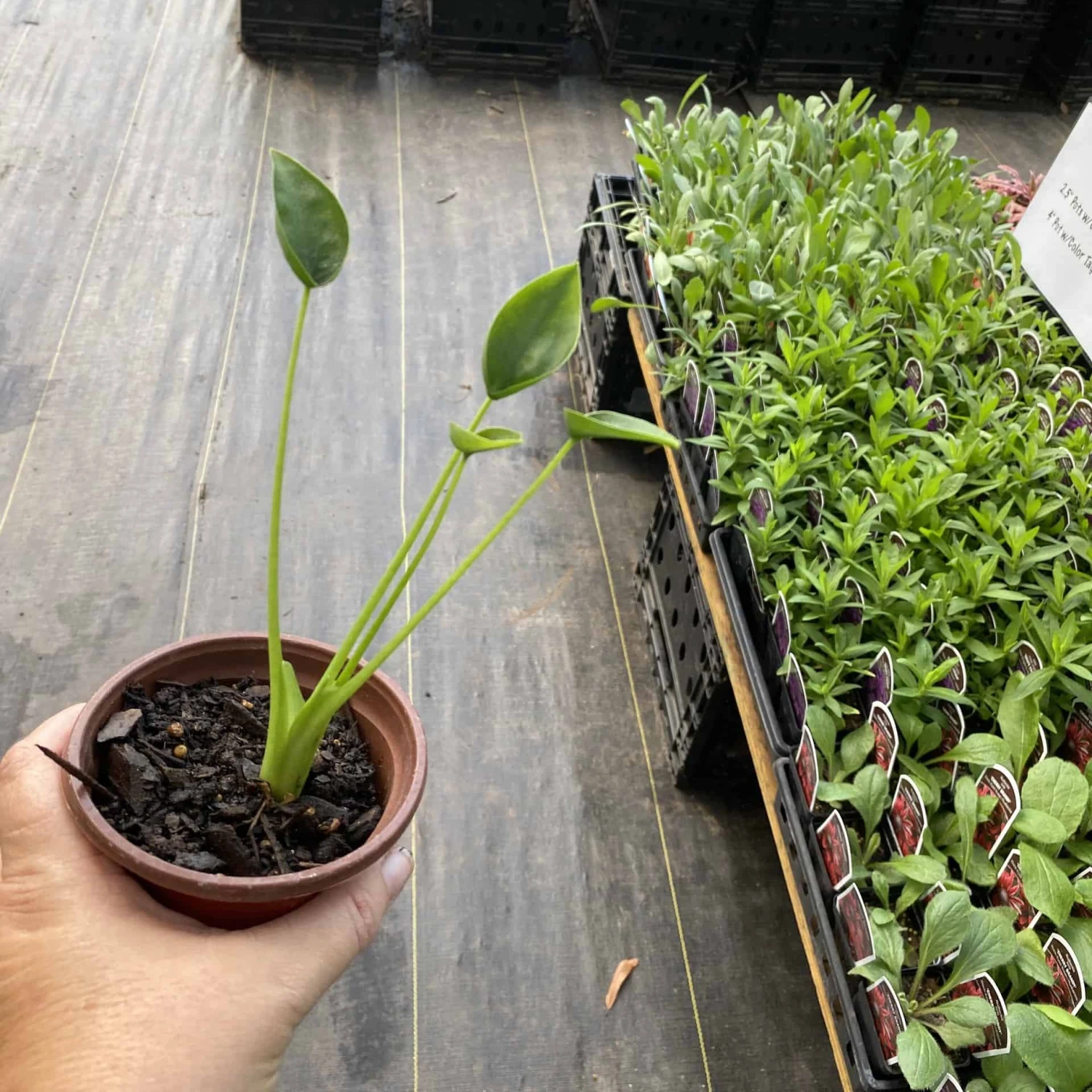 Alocasia Or Elephant Ear Tiny Dancer 3" Pot Live Plant - Image 4