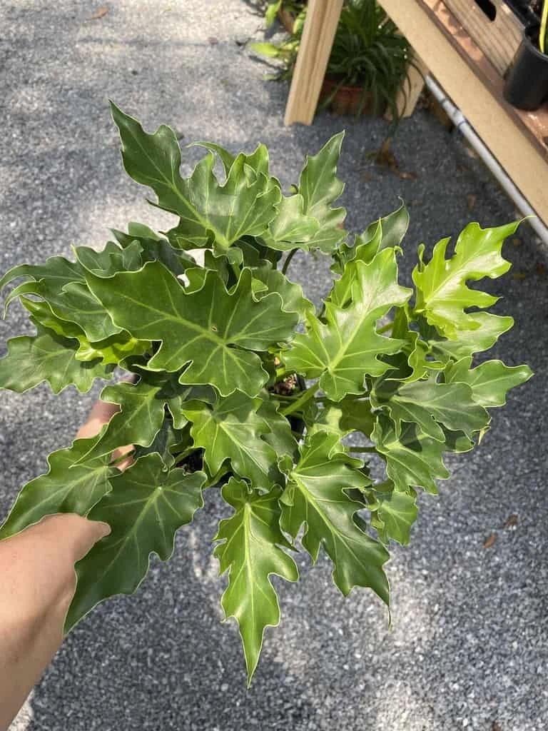 Philodendron Selloum Little Hope 6" Pot Live Plant - Image 15
