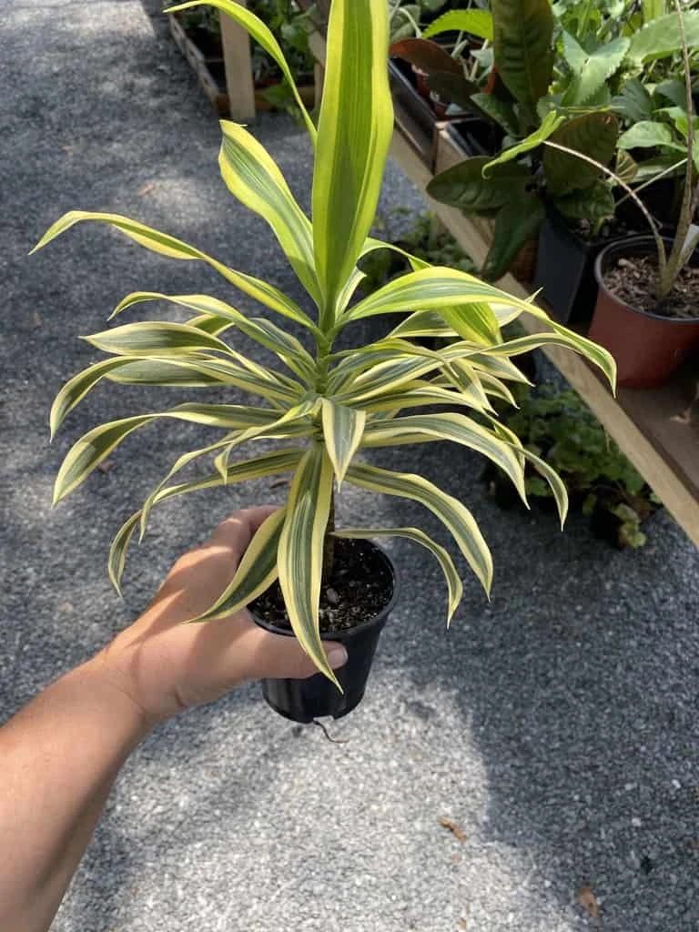 Dracaena Song Of India 4" Pot Live Plant - Image 2