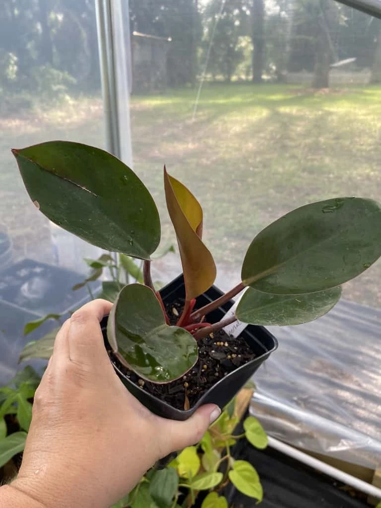 Philodendron Imperial Red 4 Inch Pot| Starter Plant - Image 9