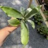 Fern Staghorn Or Platycerium Bifurcatum Netherlands 4 Inch Pot Live Plant