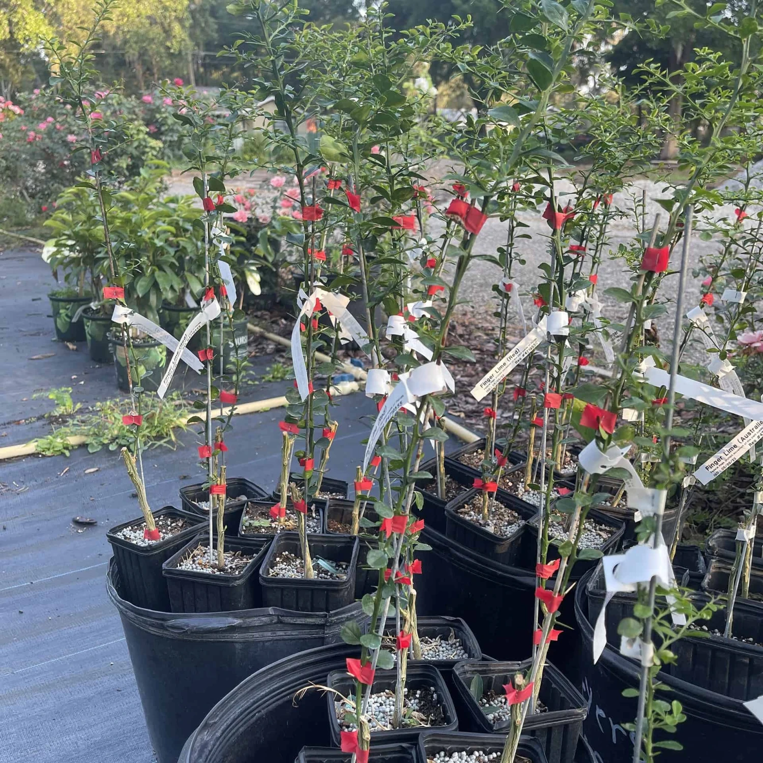 Red Finger Lime Grafted Citrus Tree. 2 Feet Tall. - Image 2