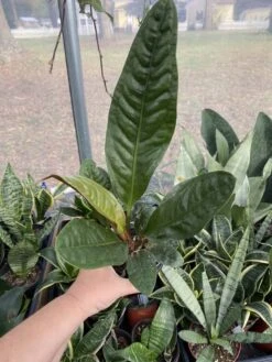 Anthurium Superbum 2.5 Tall Pot Live Starter Plant