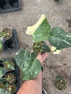 4” Monstera Thai Constellation