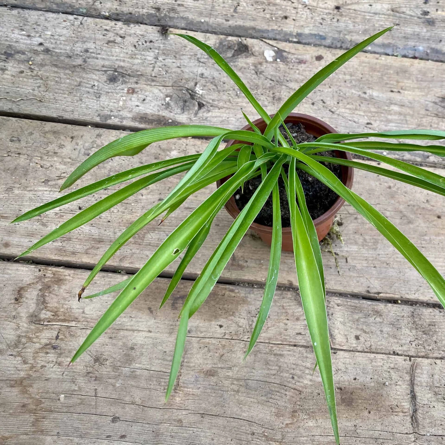 Spider Plant Or Airplane Plant Chlorophytum Comosum 2.5 Inch Tall - Image 5