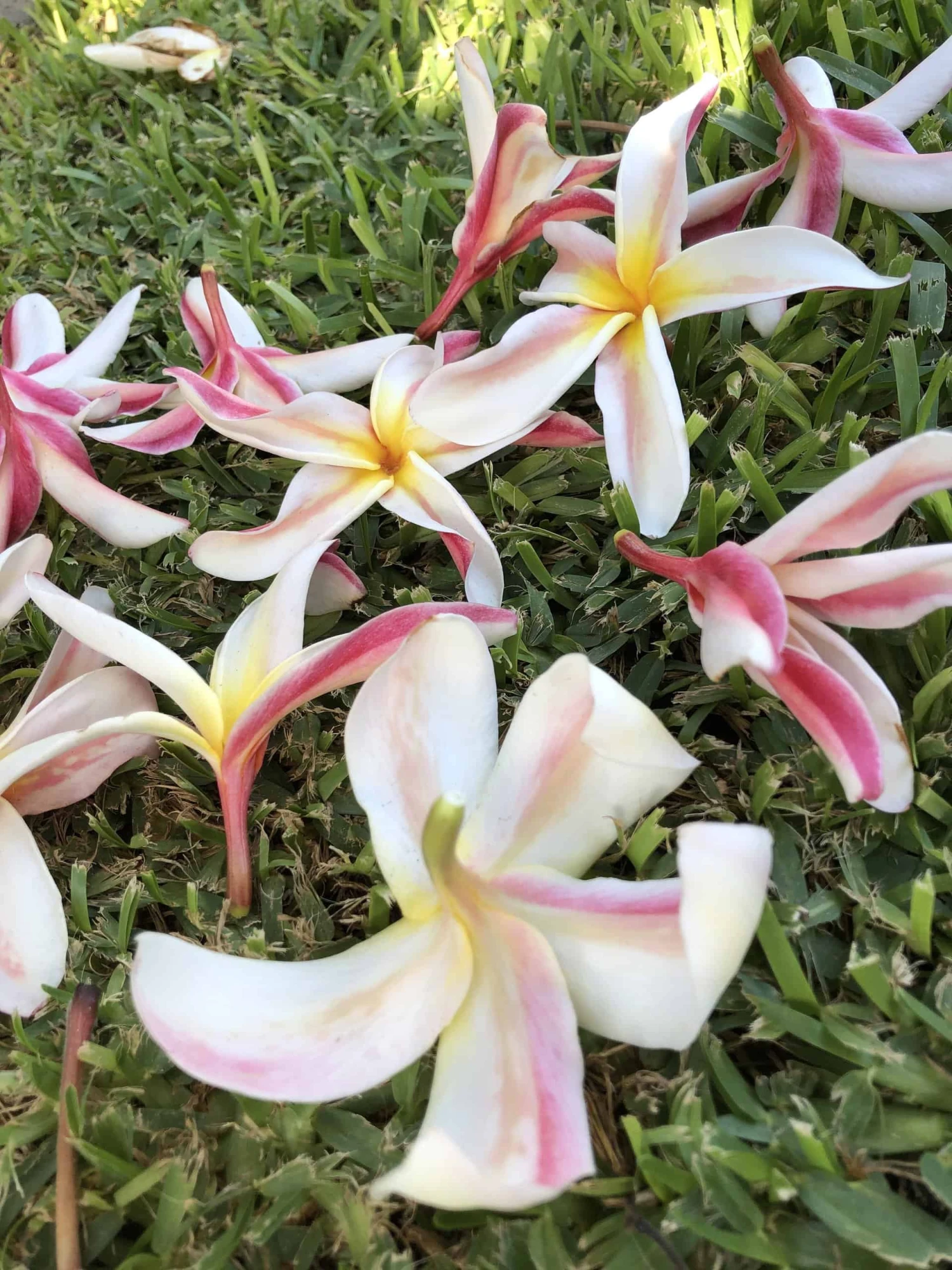 Rare Plumeria, Madame Poni, 15+ In Cutting - Image 2