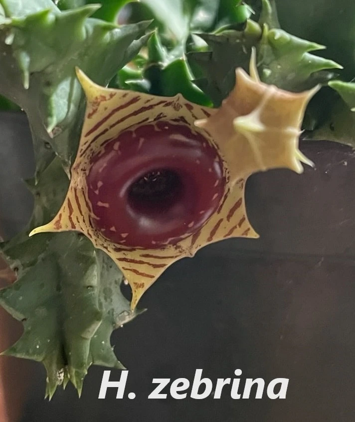 Succulent Carrion Flower Huernia, Stapelia And Orbea - Image 2