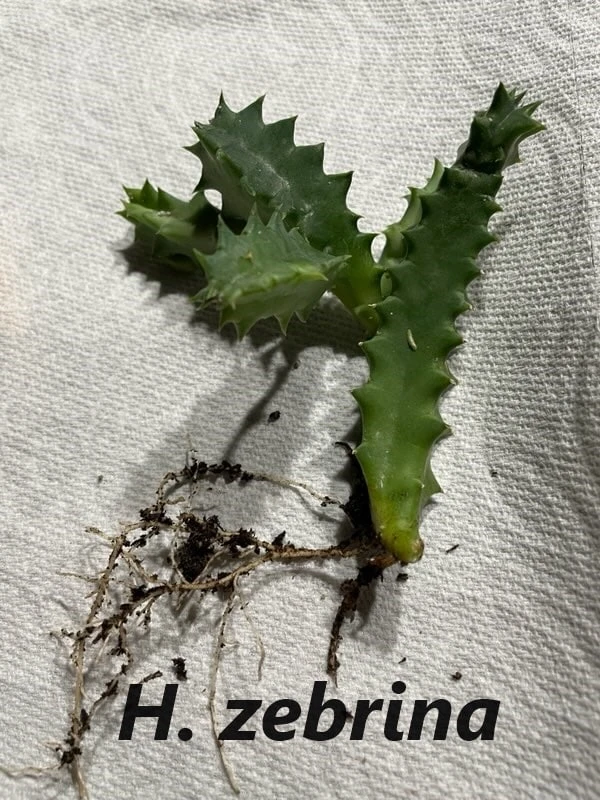 Succulent Carrion Flower Huernia, Stapelia And Orbea - Image 3