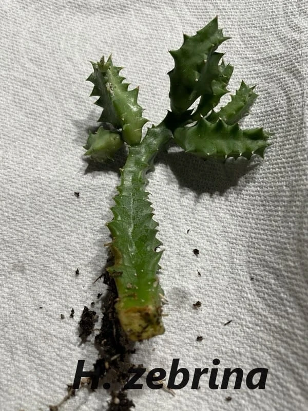 Succulent Carrion Flower Huernia, Stapelia And Orbea - Image 4