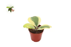 Hoya Kerrii Variegated 3+Leaves-- 4" From California Tropicals