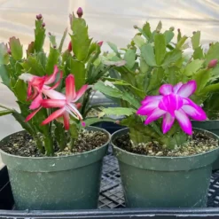 Schlumbergera --- Christmas Cactus